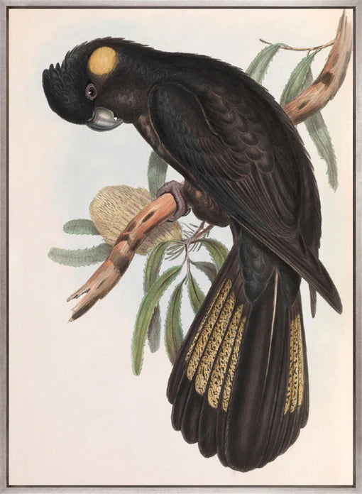 Splendid Bird VIII (Canvas) Xlarge 1048w x 1458h
