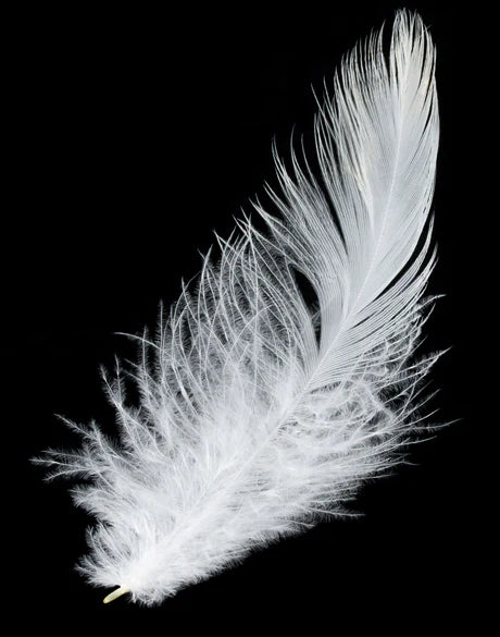 Feather in Flight (Canvas) XL 1048 x 1458